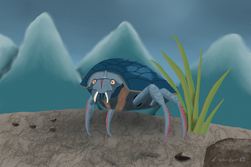 Schildkroetenkrabbe.jpg