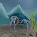 Schildkrötenkrabbe - Turtle crab